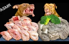 Pitbull zajada się kurzymi łebkami i innymi przysmakami