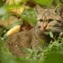 Żbik – skryty kot leśny