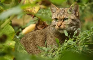 Żbik – skryty kot leśny