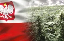 PiS rozważa legalizację marihuany na wzór Niemiec? Odbyły się konsultacje. | WEE