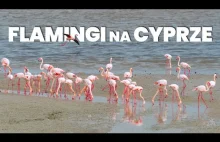 CYPR ZIMĄ - Larnaka