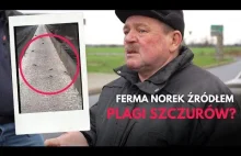 Plaga szczurów w okolicach fermy norek Problem mieszkańców gminy Września i Cze