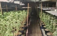 Ogromna uprawa marihuany ukryta w kościele. Policja skonfiskowała 2000 roślin
