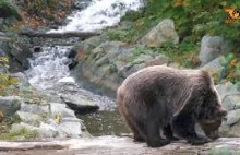 77-letni turysta z Polski zapłacił wysoką cenę za karmienie niedźwiedzia