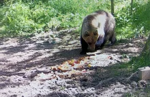 Niedźwiedzie biegają po ulicach w Polsce. Uważaj na te zwierzęta!