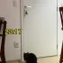 Kitku oczekuje pod drzwiami na człowieka aby go przywitać