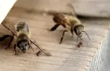 Pszczoły bronią gniazda przed mrówkami uderzając je skrzydłami.