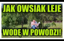 JAK OWSIAK LEJE WODĘ W POWODZI!