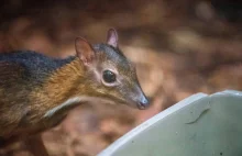 W Warszawskim zoo urodził się myszojeleń
