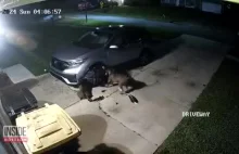 Pitbule niszczą samochód pod którym ukrywa się kot