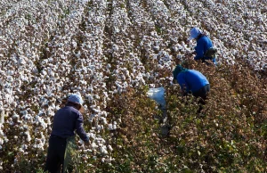 Chińczycy zmuszają do ręcznych zbiorów bawełny.