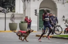Kenijczyk zaatakowany przez psa stracił wygraną w biegu