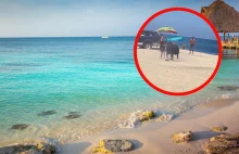 Dzikie zwierzę zaatakowało turystkę na plaży. Jest nagranie