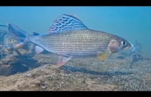 Wiosenne tarło ryb i minogów