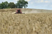Polska eksportuje rekordowe ilości zbóż. Skąd się wziął tak duży skok sprzedaży?