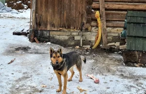 Pies na łańcuchu w Zakopanem. Właściciele przenieśli go, bo były skargi