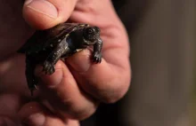 Poleski PN 26 tys. małych żółwi błotnych wypuszczono do zbiorników wodnych