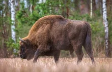 Bizon-uciekinier zastrzelony. Środowisko łowieckie: Zostało złamane prawo