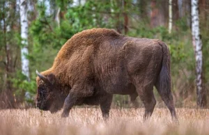 Bizon-uciekinier zastrzelony. Środowisko łowieckie: Zostało złamane prawo