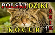 Ten mniejszy polski dziki kot - żbik