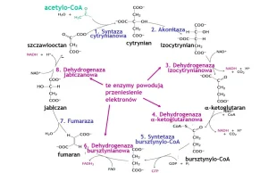 Cykl Krebsa dla opornych: zmora egzaminów z biochemii czy fundament życia?