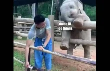 Słoń kontra człowiek