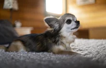 Najmniejsze rasy psów – poznaj 10 najmniejszych psów na świecie