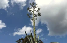 Cała Polska podziwia. Agawa zakwitła na Mazurach w Pieckach.