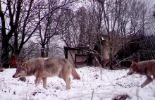 Zmutowane wilki z Czarnobyla rozwinęły odporność na raka