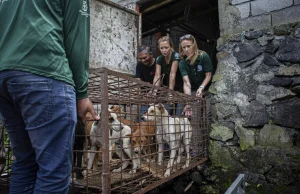 Indonezyjskie targowisko zakazuje sprzedaży mięsa z kotów i psów