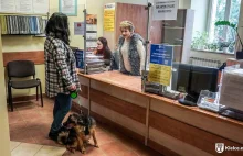 Urząd Miasta Kielce otwiera się dla zwierząt. Do urzędnika można przyjść z psem