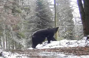 Nie wszystkie bieszczadzkie niedźwiedzie zasnęły na zimę. Ten robi... karierę