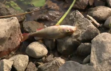 Złote algi znów zakwitły w Odrze. Z rzeki wyłowiono kilkadziesiąt śniętych ryb