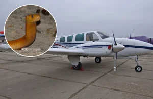 RPA: Kobra przylądkowa w samolocie. Pilot musiał awaryjne lądować