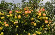 Egipt już za chwilę będzie dużym odbiorcą jabłek od polskich sadowników