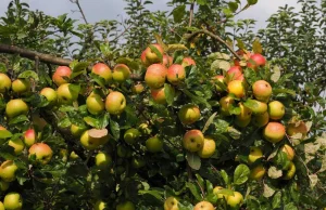 Egipt już za chwilę będzie dużym odbiorcą jabłek od polskich sadowników