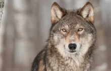 Zmutowane wilki z Czarnobyla rozwinęły odporność na raka