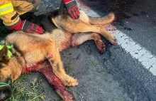 Potrącenie psa w miejscowości Bierzglin