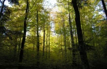 Regionalna Dyrekcja Lasów Państwowych w Szczecinie: Jest nowy rezerwat przyrody