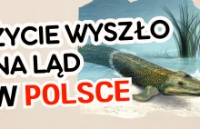 Pierwsze rośliny i zwierzęta na polskiej ziemi - tetrapod z Zachełmia