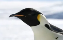 Podkarmiony wraca do domu. Niezwykły gość opuścił Australię