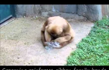 Gibon białoręki bawi się ze swoją wiewiórką.