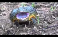 Ta żaba ma zęby i do tego jest sporych rozmiarów. Oto afrykańska żaba byk.