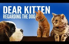 Dear Kitten: Regarding The Dog