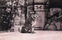 Tygrys, relikt przeszłości