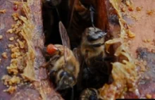 Pszczoły leczą same siebie propolisem, by zwalczyć infekcje.