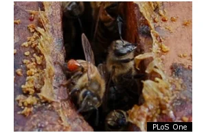 Pszczoły leczą same siebie propolisem, by zwalczyć infekcje.