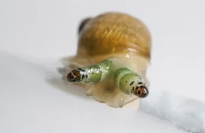 Jak pasożyt wykorzystuje ślimaka