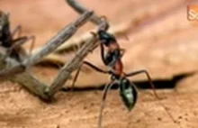 Epicka walka skaczących mrówek i pająka