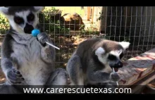 Lemury które kochają lizaki
